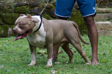 DOKO BULLY'S WAKI-main-picture