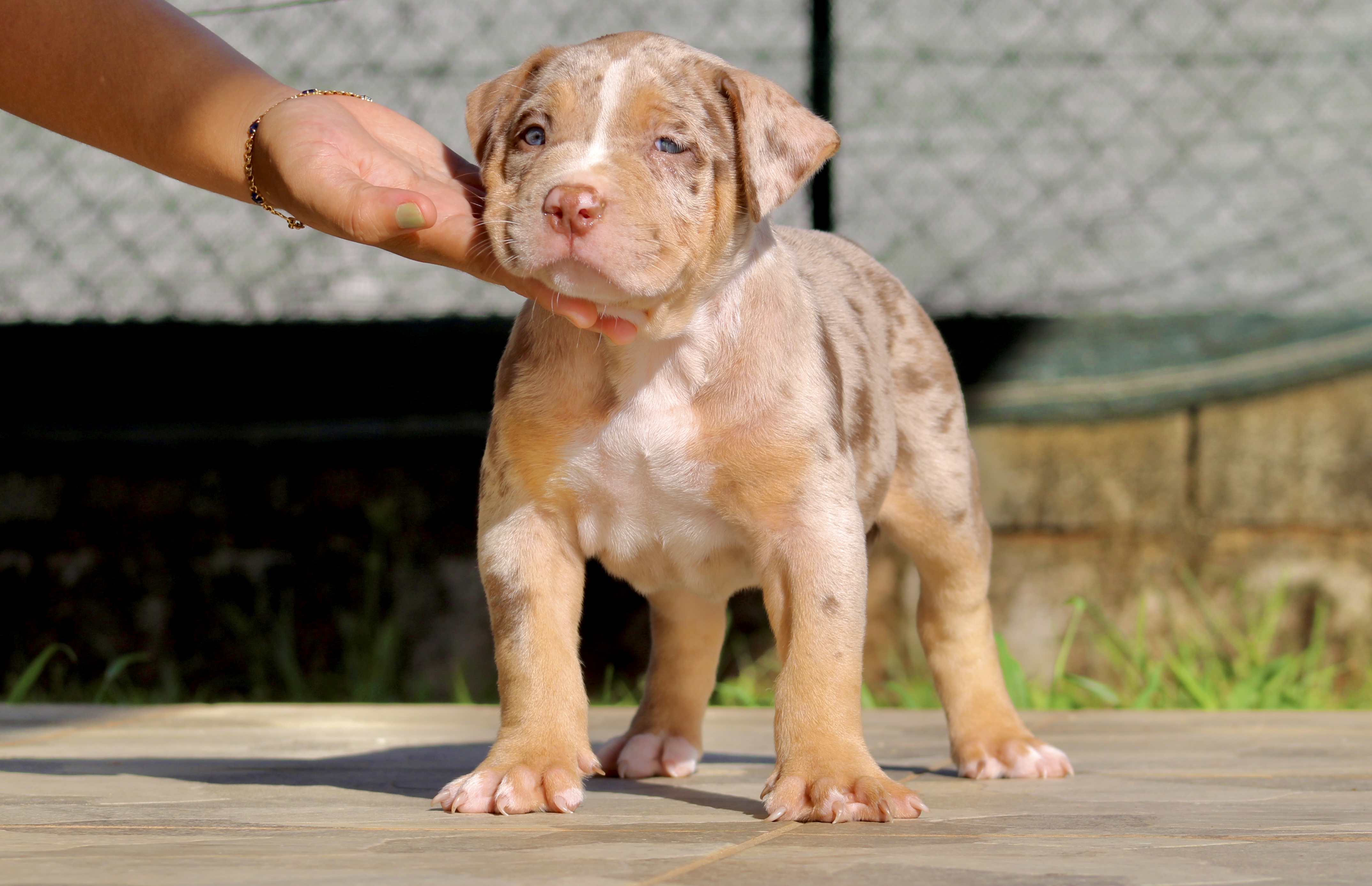 chiot-49-jours6-64a082bc50169792476433.jpg